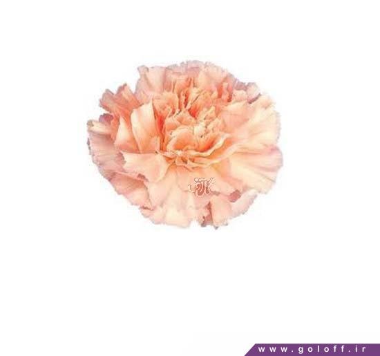گل میخک ماریا سلاس - Carnation | گل آف